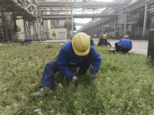 3月22日，行政保衛(wèi)部趙師傅等人在道路兩旁清除雜草。.jpg