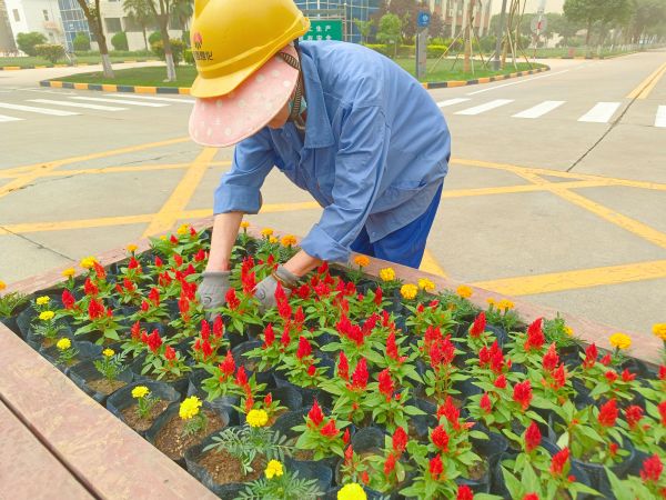 行政保衛(wèi)部趙師傅等人在公司主干道上擺放鮮花。.jpg